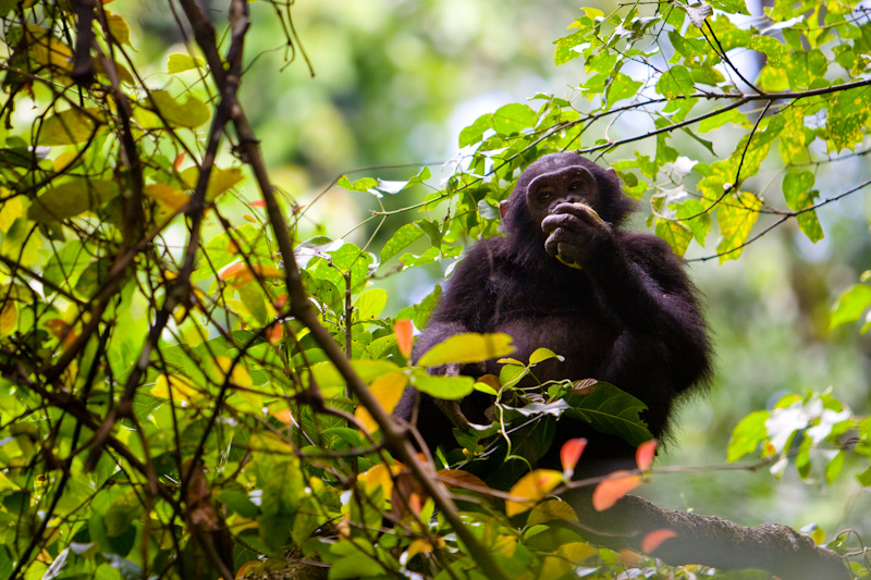 Chimpanzee Eating Fruit